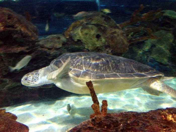 Aquarium of the Smokies