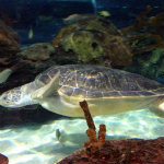 Aquarium of the Smokies
