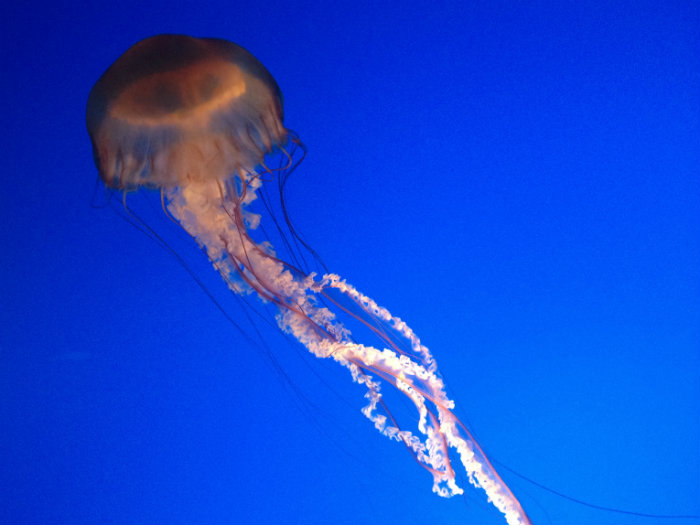 Aquarium of the Smokies