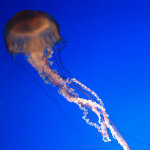 Aquarium of the Smokies