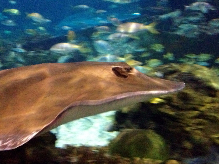 Aquarium of the Smokies