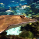 Aquarium of the Smokies