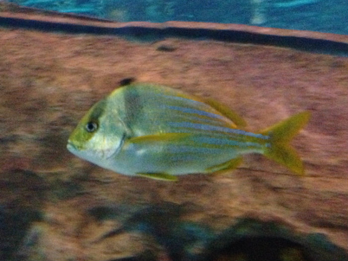 Aquarium of the Smokies