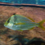 Aquarium of the Smokies