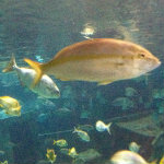 Aquarium of the Smokies