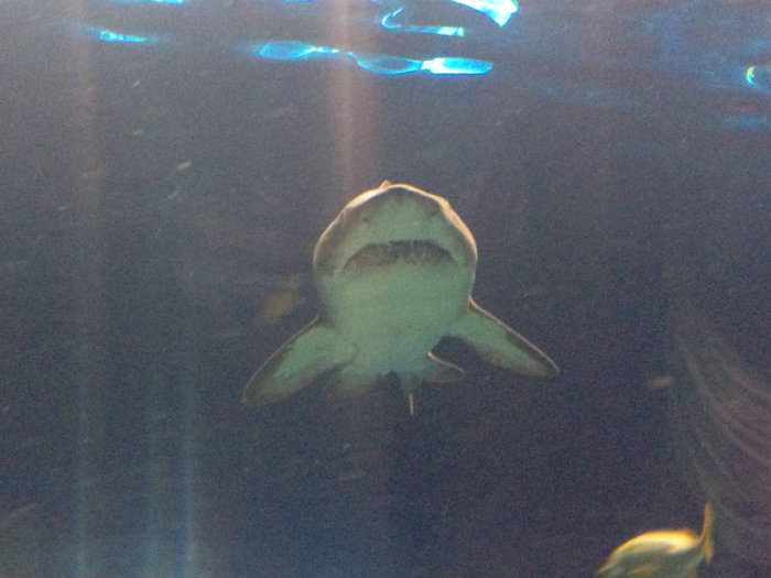 Aquarium of the Smokies