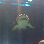 Aquarium of the Smokies