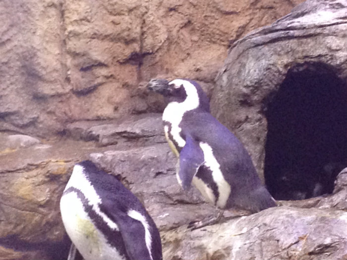 Aquarium of the Smokies