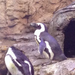 Aquarium of the Smokies