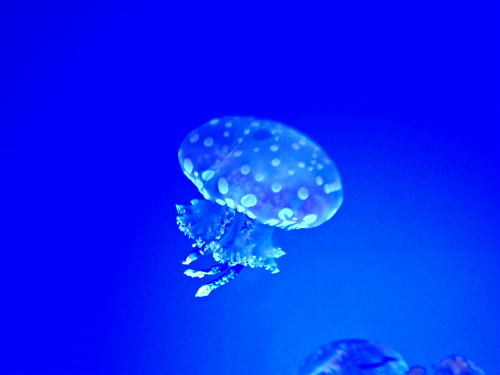 Aquarium of the Smokies