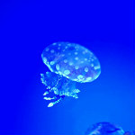 Aquarium of the Smokies