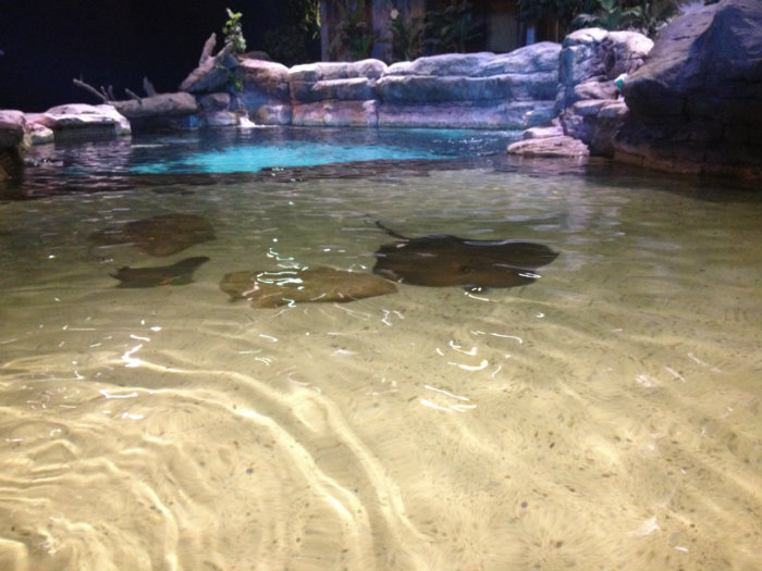 Aquarium of the Smokies