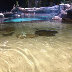 Aquarium of the Smokies