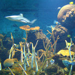 Seattle Aquarium