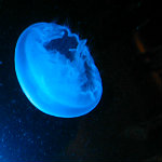 Seattle Aquarium