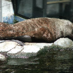 Seattle Aquarium