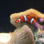 Seattle Aquarium