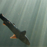 Seattle Aquarium