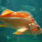 Seattle Aquarium