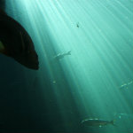 Seattle Aquarium
