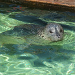 Seattle Aquarium
