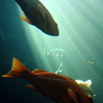 Seattle Aquarium
