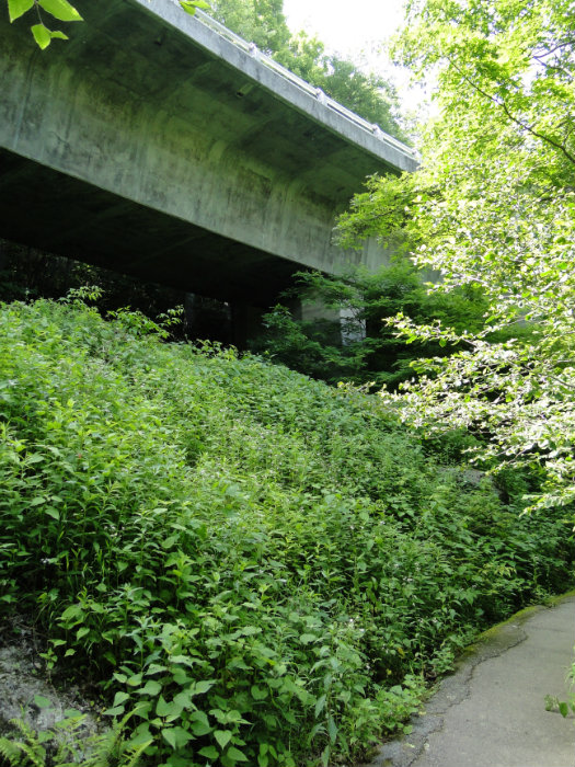 Linn Cove Viaduct