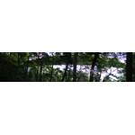 Linn Cove Viaduct