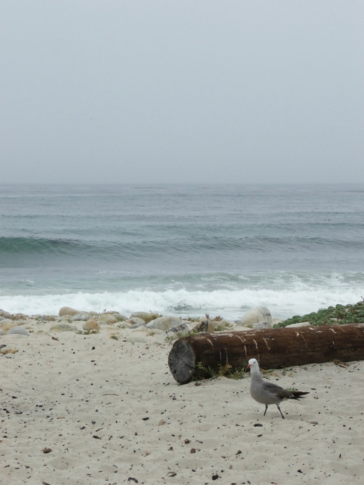 Seventeen Mile Drive