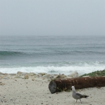 Seventeen Mile Drive