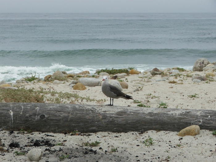 Seventeen Mile Drive