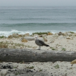Seventeen Mile Drive