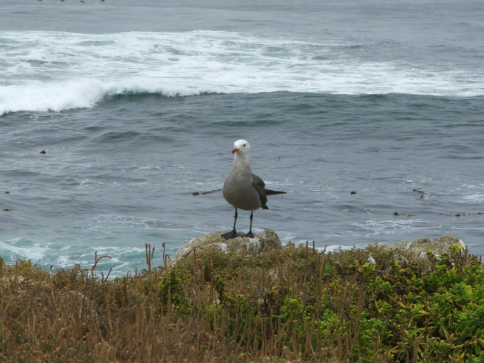 Seventeen Mile Drive