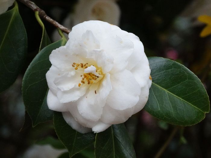 Greenwich Park