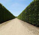 Versailles