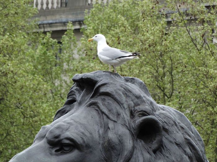 Trafalgar Square