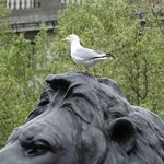 Trafalgar Square