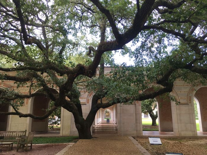 Rice University
