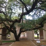 Rice University