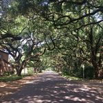Rice University