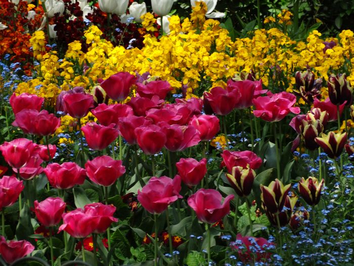 Flowers