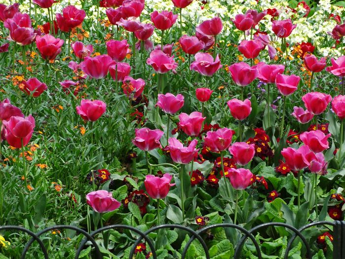 Flowers
