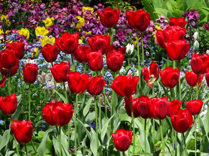 Flowers