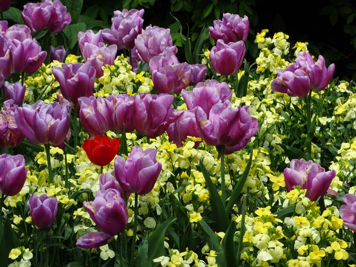 Flowers
