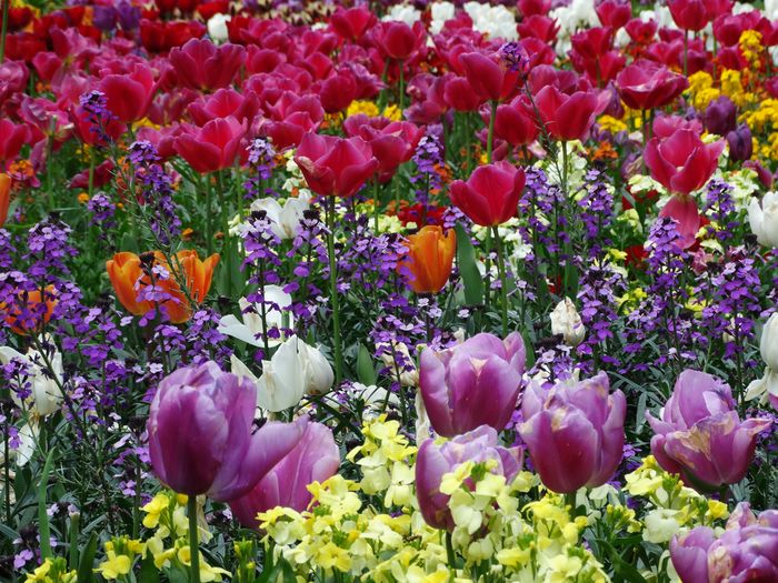 Flowers