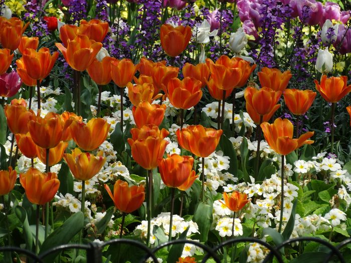 Flowers
