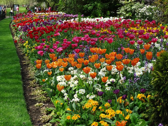 Flowers