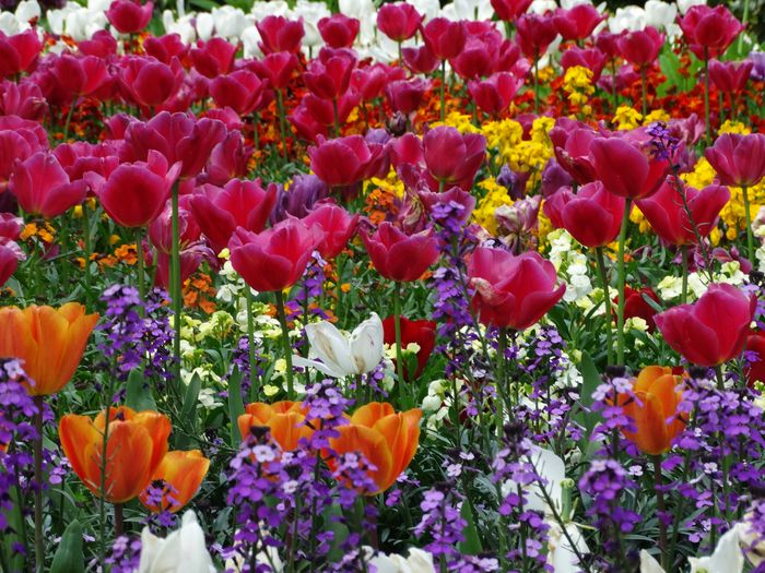 Flowers