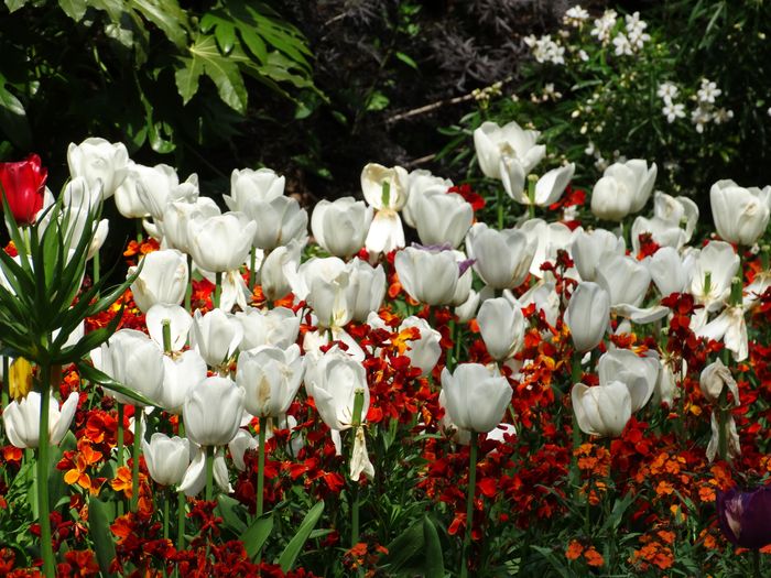 Flowers