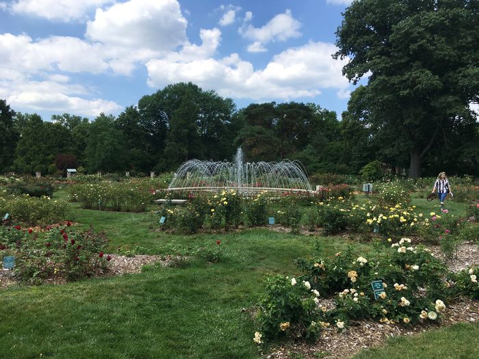 Park of Roses